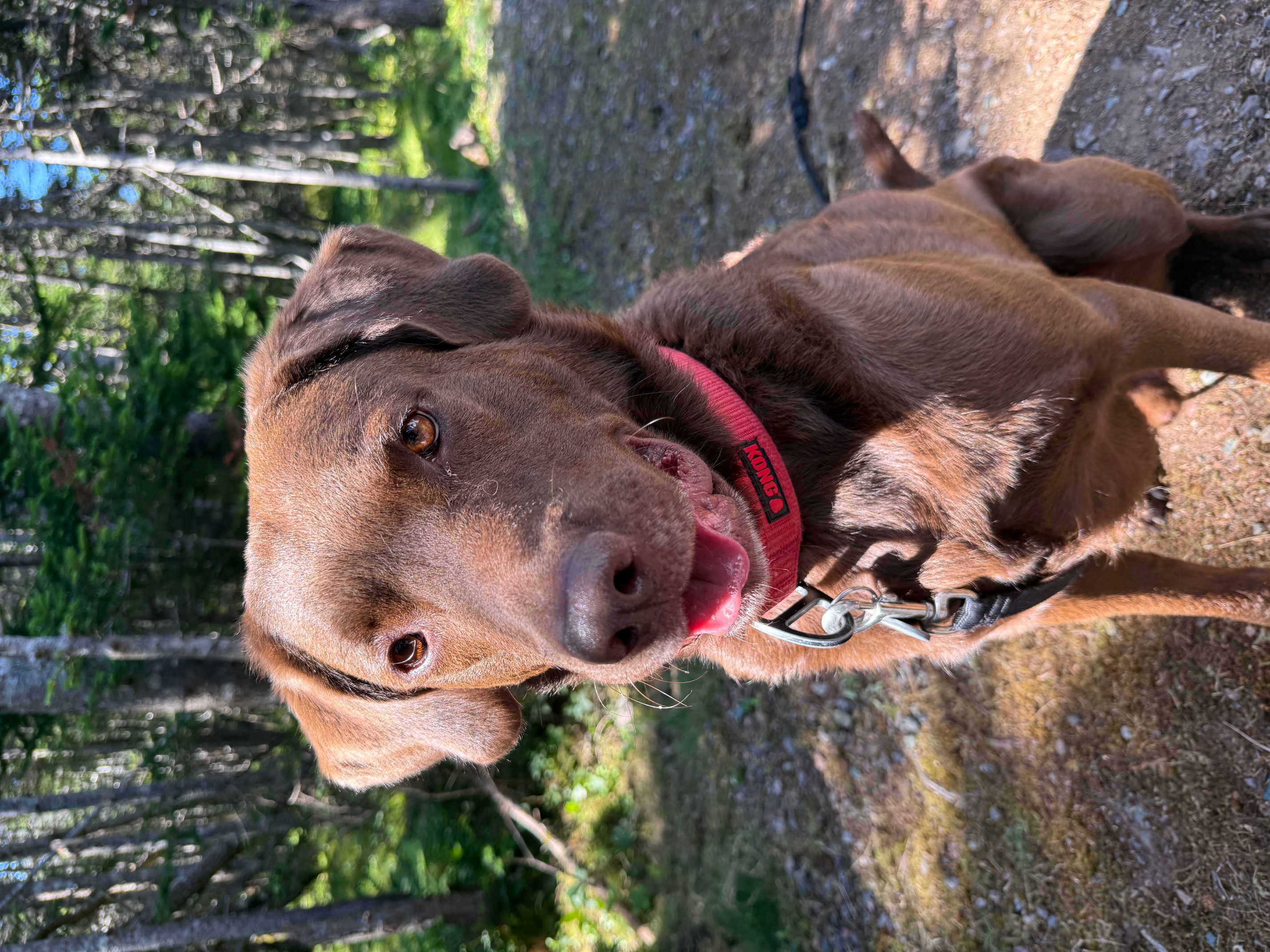 Wally, Chief Pawduct Officer at Appalachian North Technologies